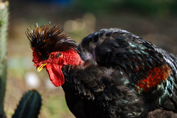 Strange rooster with panache on the head and colored feathers on the wings