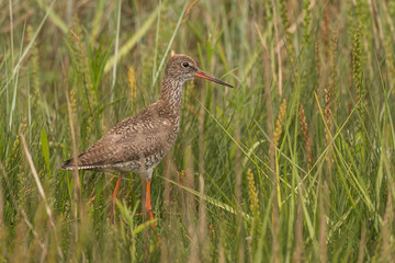 sitting redshank in the salt marshes of the North Sea