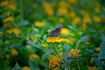 A beautiful butterfly and flowers background