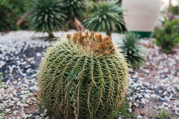 exotic beautiful plants. raw green plant. plant texture. 