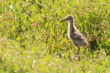 young redshank in the salt marshes of the North Sea