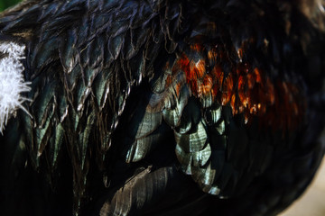 Close-up of colored feathers on the wings of a rooster