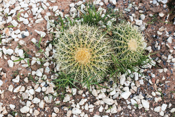 Fototapeta premium exotic beautiful plants. raw green plant. plant texture. 