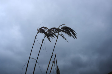 Fototapeta premium The silhouttes of three reeds across a darkly clouded sky