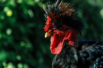 Profile close-up of strange rooster with plume on the head in a garden
