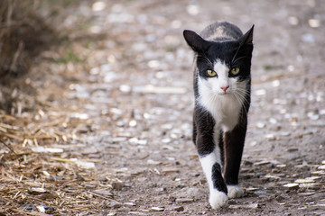 Cat walking on the road