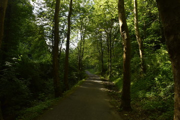 Carretera atravesando un bosque frondoso.