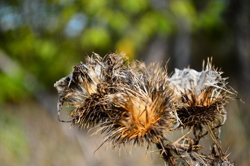 bee on a thistle