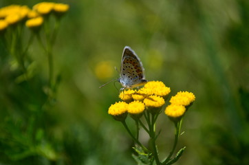 butterfly on flower