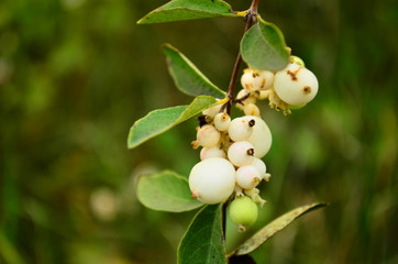 branch of apple tree