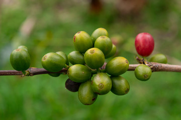  coffee tree in Quindío Colombia