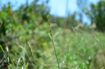 flower in grass