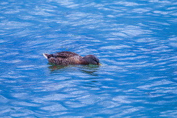 Fototapeta premium Wild duck resting quietly in the lake, Quebec
