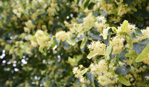 Linden Blossom Panorama, Linden Frowers