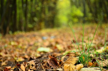 autumn leaves in forest