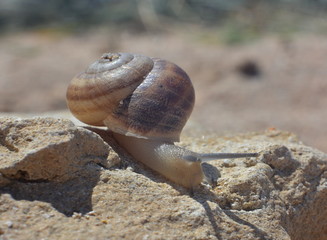 Snail close-up crawling on a stone on a summer day