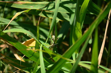 dragonfly on leaf