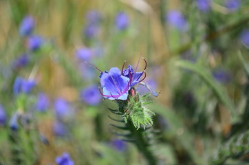 bee on flower