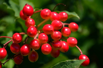ripe red cherries on the tree