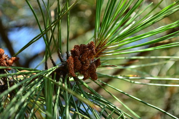 cone on a tree