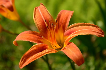 Fototapeta premium orange flower