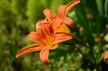 orange lily