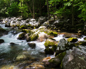 Forest stream cascade