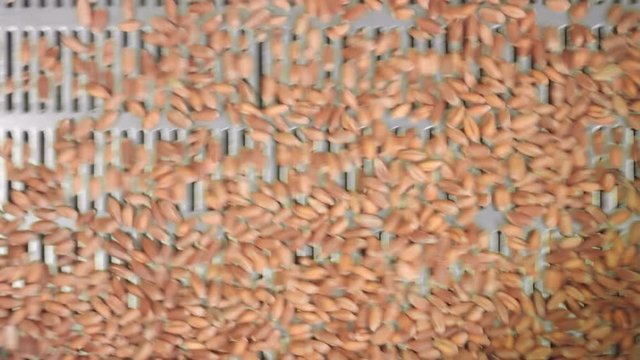 Wheat grain particle size analysis process on vibrating screen