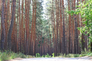 Pine forest with beautiful high pine trees in summer