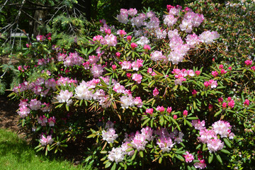 Rhododendron flower is a genus of 1,024 species of woody plants in the heath family (Ericaceae),...