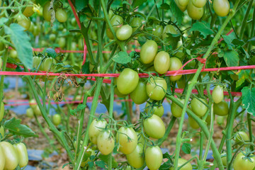 Green and red tomatoes, tomatoes from Thailand country