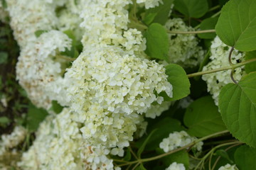 hydrangea in the garden