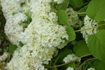white flowers in the garden