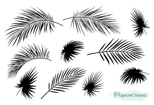 tropical black palm leaf branch silhouettes set