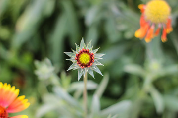 Yellow-orange flowers on a flower bed in the Park