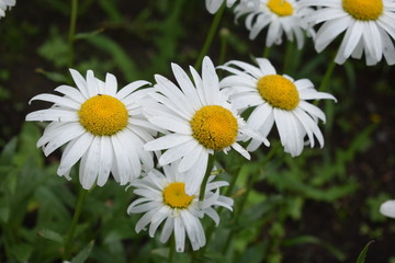 daisies in green grass