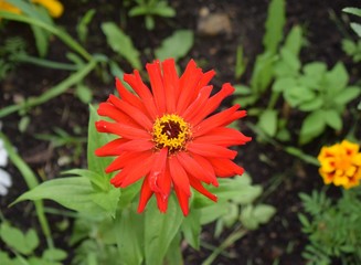 red flower in the garden