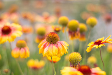 Yellow-orange flowers on a flower bed in the Park