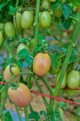 Green and red tomatoes, tomatoes from Thailand country