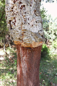 Sughera decorticata
