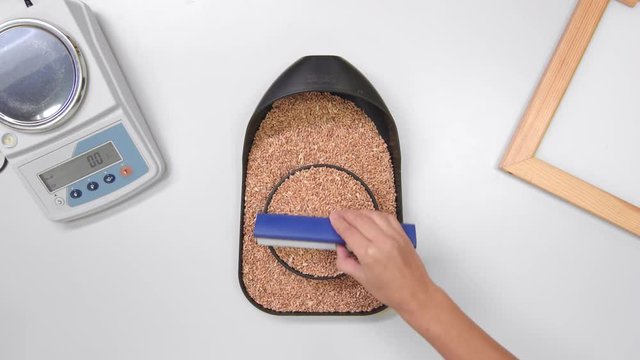 Fill Petri dish with wheat sample | preparing for NIR analysis