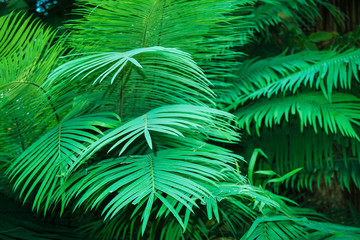 fern bush in rain forest