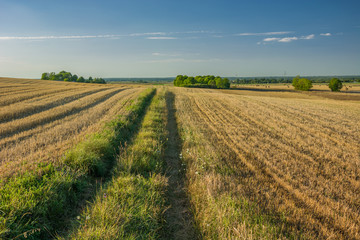 Fototapeta na wymiar Road through harvested fields