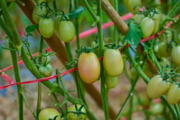 Green and red tomatoes, tomatoes from Thailand country