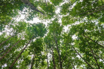 Obraz premium mangrove tree top