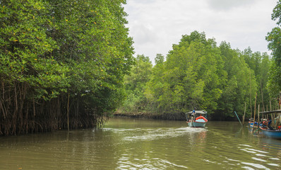 mangrove forest and roots with river
