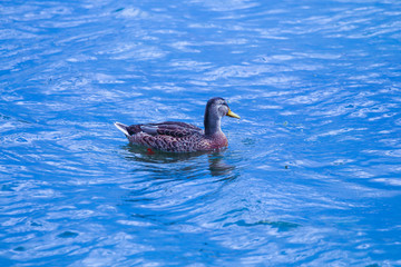 Wild duck resting quietly in the lake, Quebec