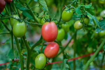 Green and red tomatoes, tomatoes from Thailand country
