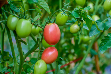 Green and red tomatoes, tomatoes from Thailand country