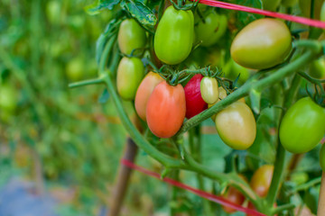 Green and red tomatoes, tomatoes from Thailand country